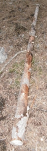 bois brut.jpg